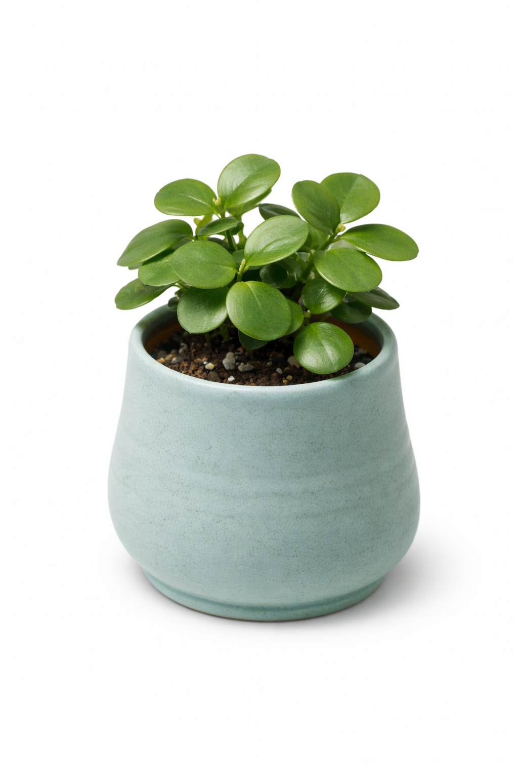 Minimal Clay Plant Pot for Indoor Plants