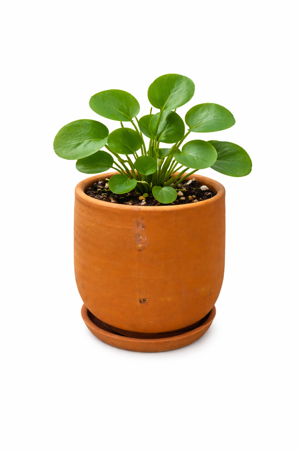 Natural Handmade Terracotta Pot – Indoor & Outdoor U
